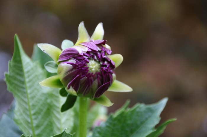 purple flower, Opening Up, Photo by Judith Vaughn