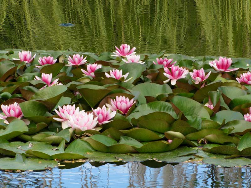 pink lotus flowers, Rain Magic, Photo by Judith Vaughn