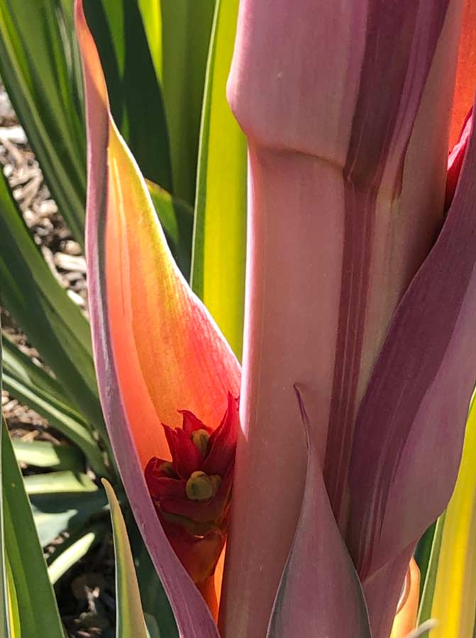 plant, Photo by Judith Vaughn