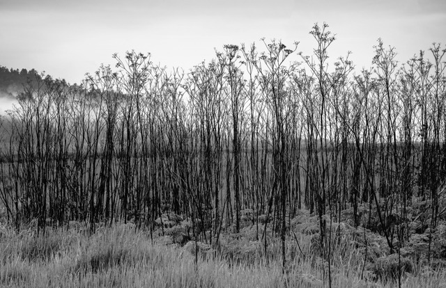 Point Reyes Green Bridge Trail Point Reyes, Drakes Beach, photo by Jeffrey S. Bartfeld