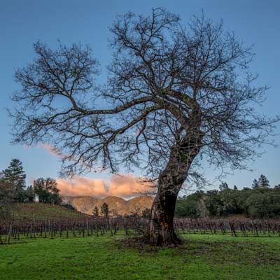 Oak tree photo by Mark Zukowski