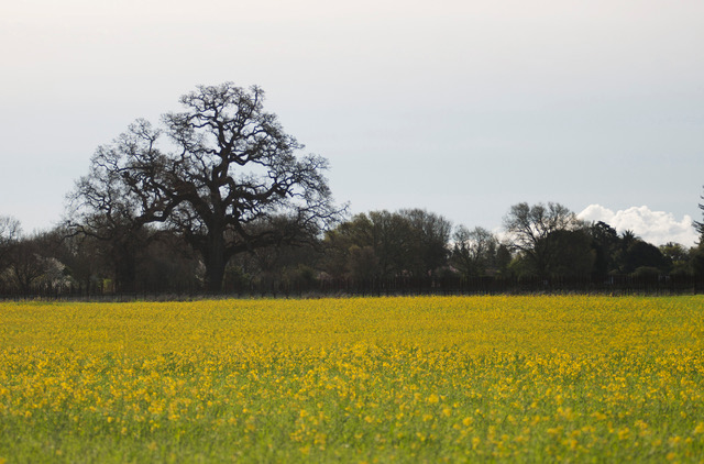 oak tree, a field of yellow mustard flowers